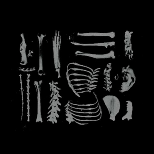 bones valerieblud