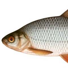 Frieserpojke (Friesenjung Swedish version)