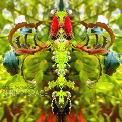 Portal To Shrimp Space