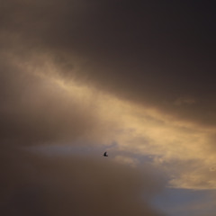 El lago con los árboles lejanos