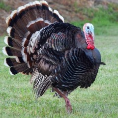 Turkeys - Lemon Demon