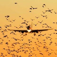 freedom /  landing 008