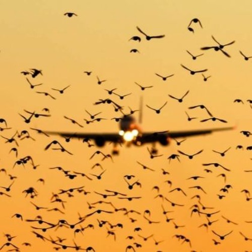 freedom /  landing 008