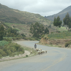 Routes & Branches & Beyond show #385 2025 10 30