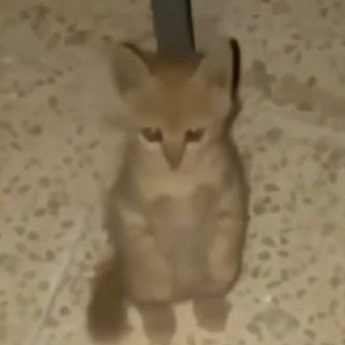 Beastars OP - Wild Side ENG