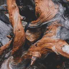 Driftwood