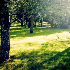 Sunny Walk