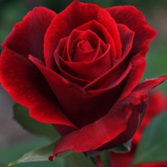 The Flavor Of Plenty