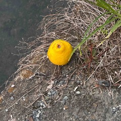 ハルシネーション