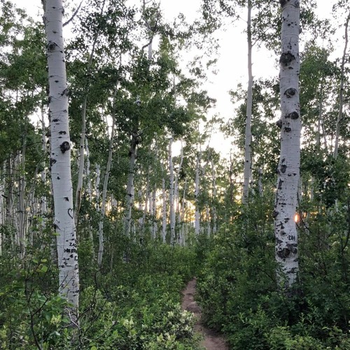 Guest Mix 03: Into the Forest w/ Ficus
