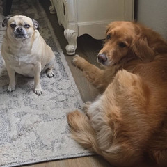 1 of 1 w/ eminoxan (croft)