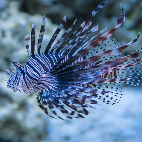 FEUERFISCHE (BEST OF 2014-2020) Teil 2 (FASTER & ALSO DEEP)