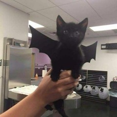 real kitten music !! </33