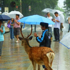 diluvio - rauw alejandro (cover)