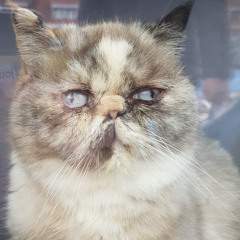 Baks- 2 voice Unison