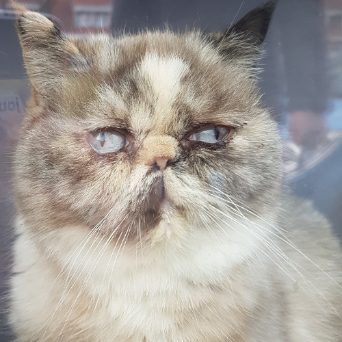 Baks- 2 voice Unison