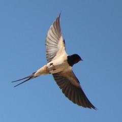 Barn Swallow (Hirundo rustica) Σταβλοχελίδονο