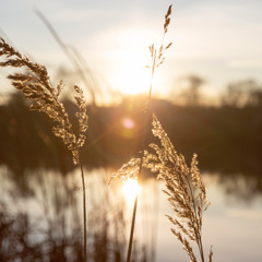 Ambient