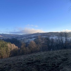Tawny Owl Pair, Forest Clearing.