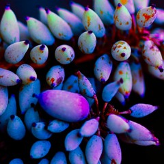 Artisanal Saturday ft. Silver and Gold