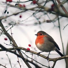 Winterbird