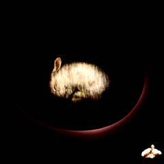 Follow the rabbit