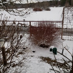 Weather setback at the bird feeder