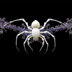 spyder (digital sleeper)