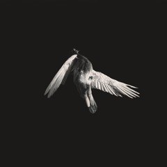 Flying Away