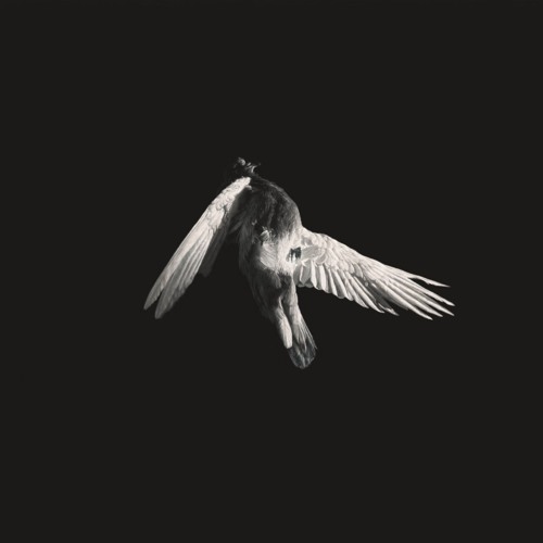 Flying Away