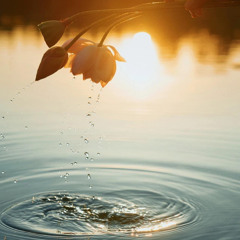 Night Firefly And You - 夜，萤火虫和你 - Đêm, Đom Đóm và Em