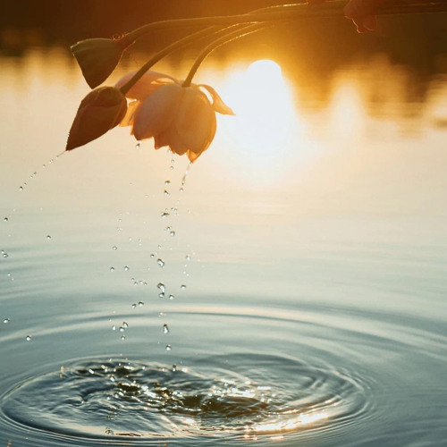 Night Firefly And You - 夜，萤火虫和你 - Đêm, Đom Đóm và Em