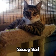 نوادر جحا اسماعيل ياسين