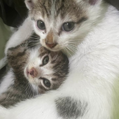 Matchadimsum - Miss na po kita (ft maybeash prod. muzcean)