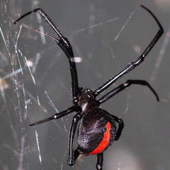 Spiders (Prod. by djkhaledsson)