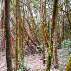 sonidos nocturnos del pitranto