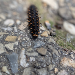 (2005) Track 7 - Momentum