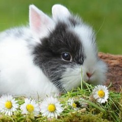 Eating Daisies