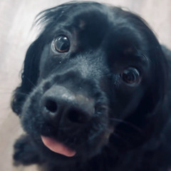 JUJU DoggyStyle