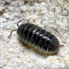 RollyPolly