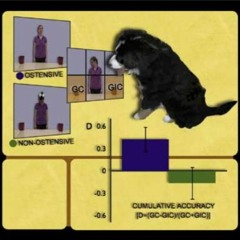 Bongo Jack Badger Man