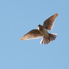 Skylark