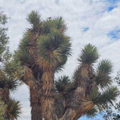 Desert Sunrise, Joshua Tree, CA 2025