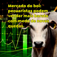 Mercado do boi: pecuaristas podem vender mais barato com medo de novas quedas.