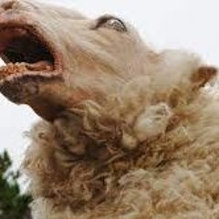 Kawa - Bad Sheep