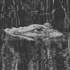 Bayou (prod. Glinkli)