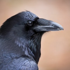 The Raven For Two Pianos