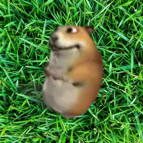 Grow A Chomik
