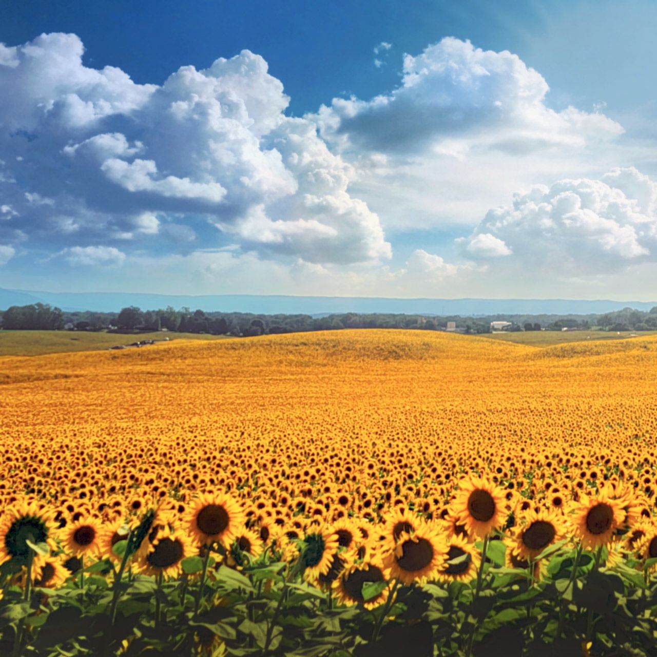 Sunflowers