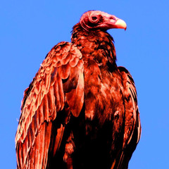 Turkey Vulture